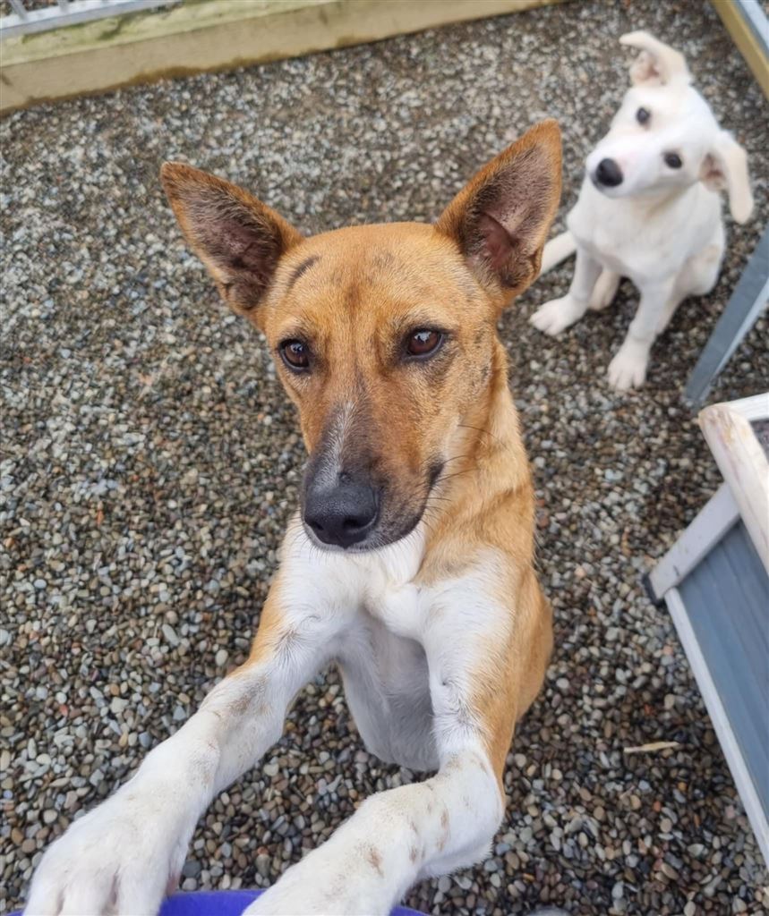 New dog listed for rescue at the Saving and Rehoming Strays - Petal