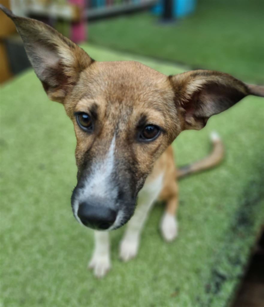 Pet Image