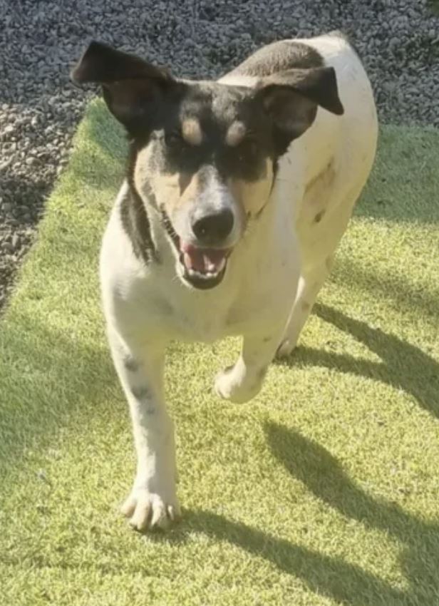 Pet Image