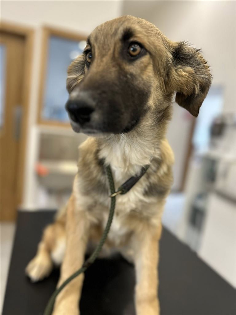 Pet Image