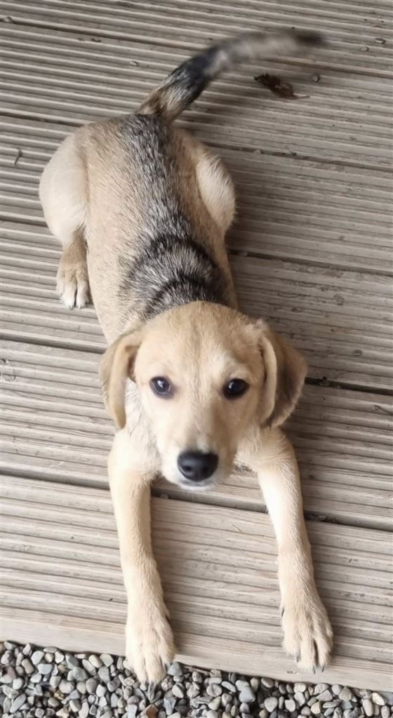 New dog listed for rescue at the Saving and Rehoming Strays - Daisy