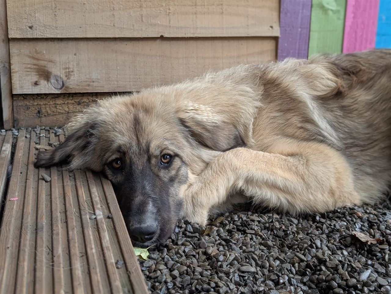 Pet Image