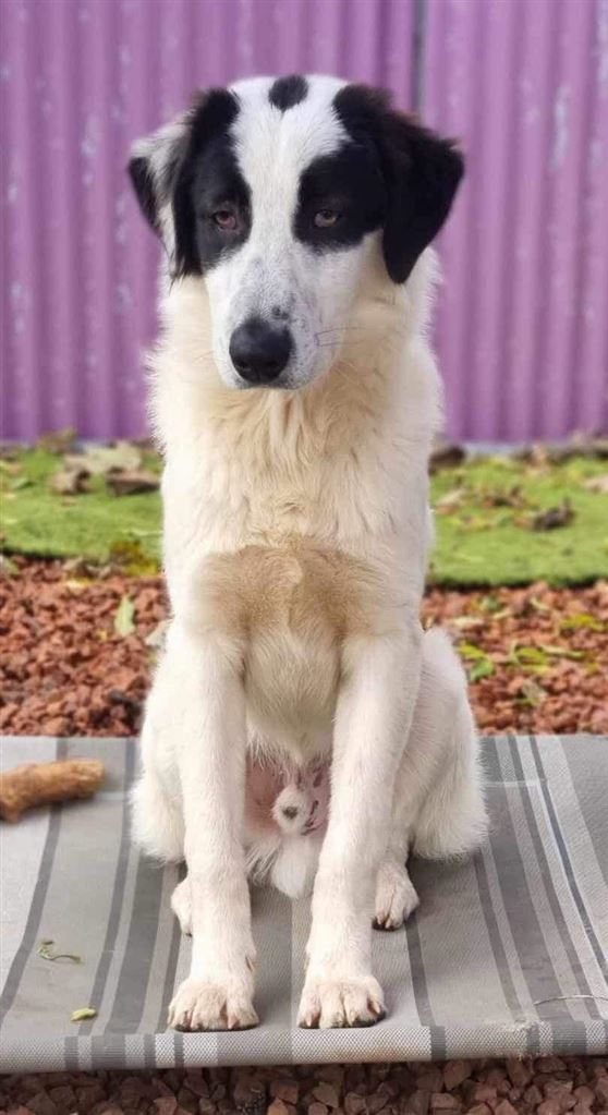 Pet Image