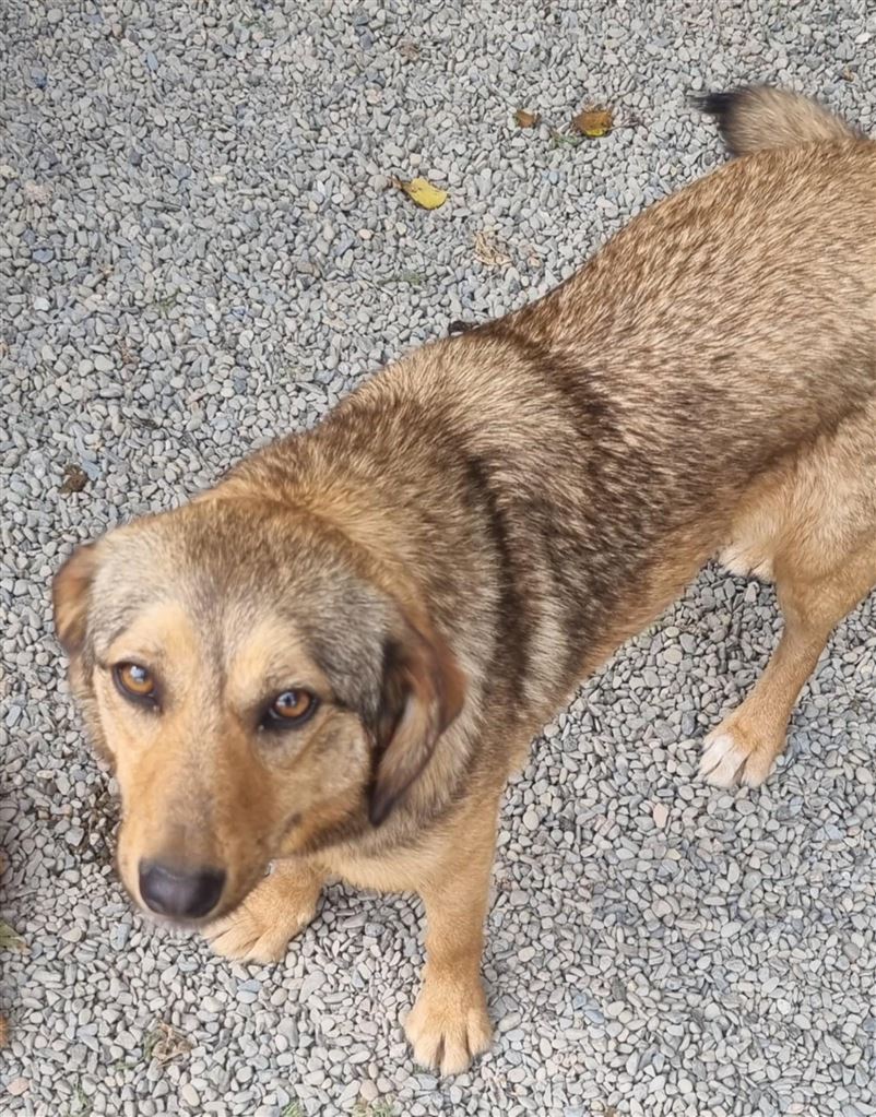 Pet Image