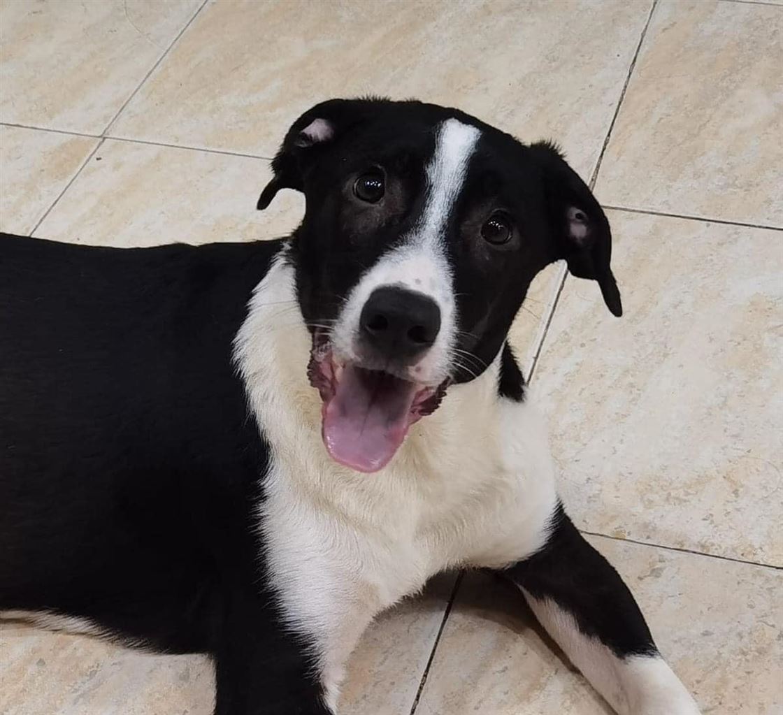 Pet Image