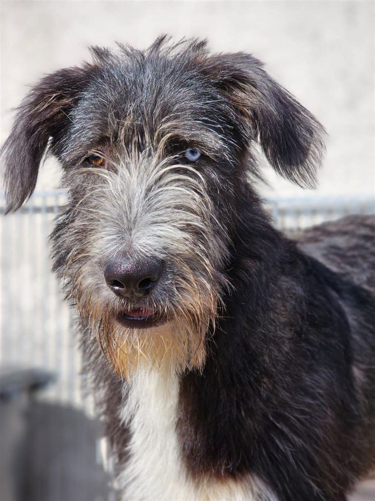New dog listed for rescue at the Saving and Rehoming Strays - Seth