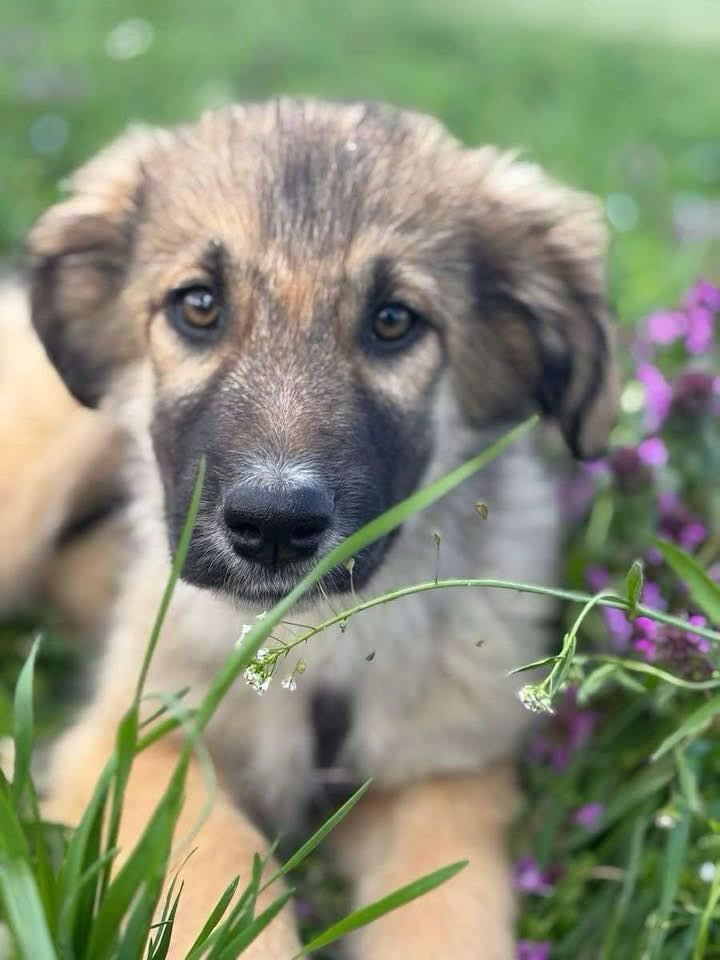 New dog listed for rescue at the Saving and Rehoming Strays - Fae