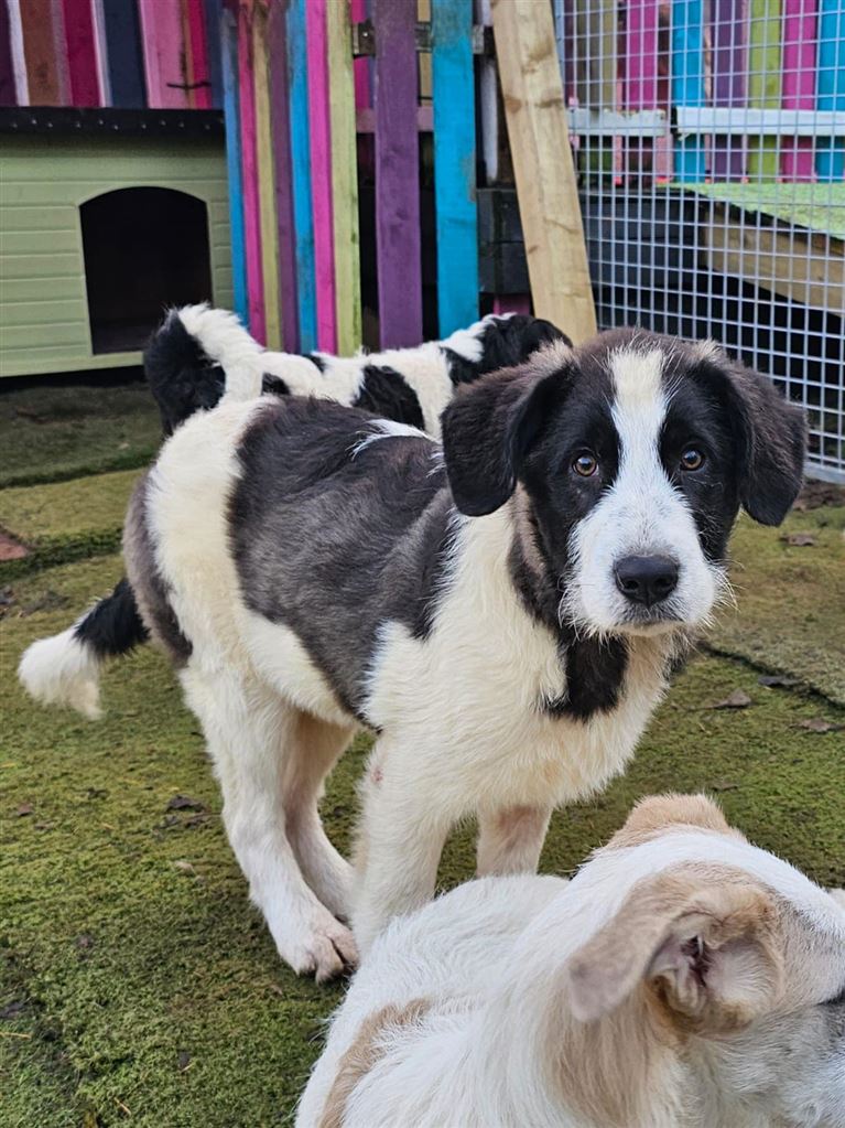 New dog listed for rescue at the Saving and Rehoming Strays - Sprout