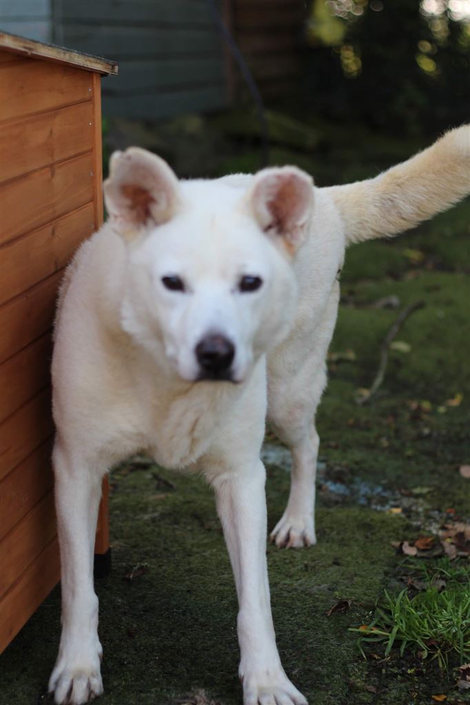 Pet Image