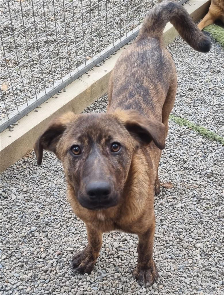 New dog listed for rescue at the Saving and Rehoming Strays - Kobi