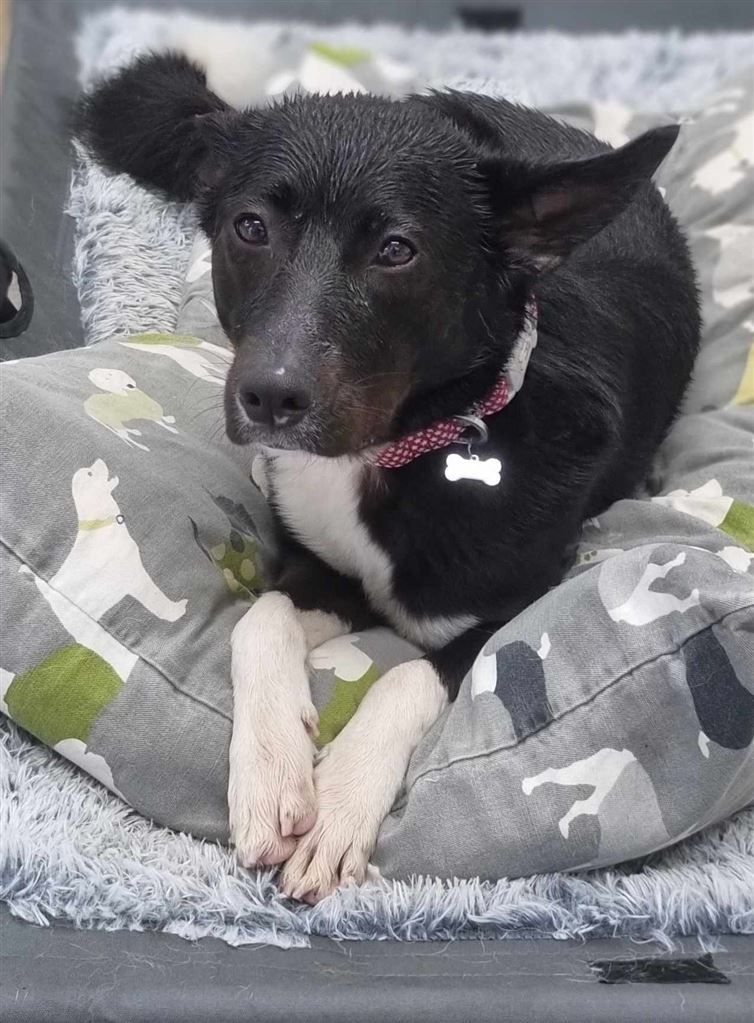 Pet Image