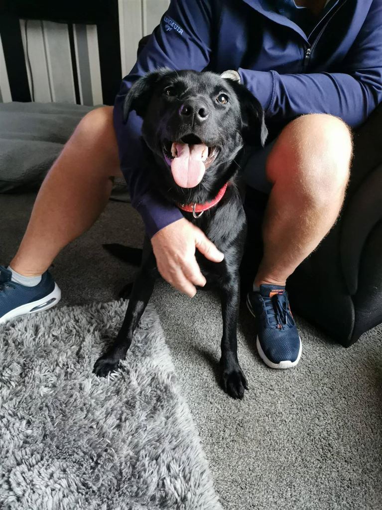 Pet Image