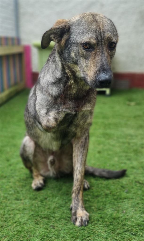 Pet Image