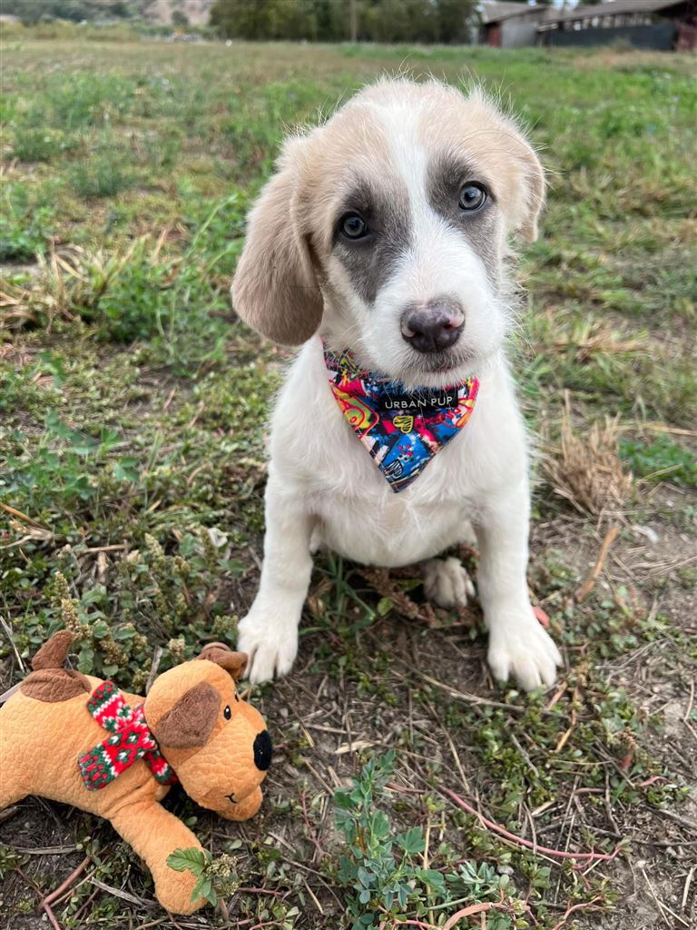 Pet Image