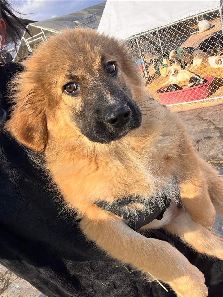 Pet Image