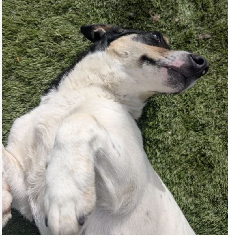 Pet Image