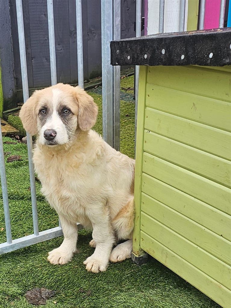 New dog listed for rescue at the Saving and Rehoming Strays - Twinkle