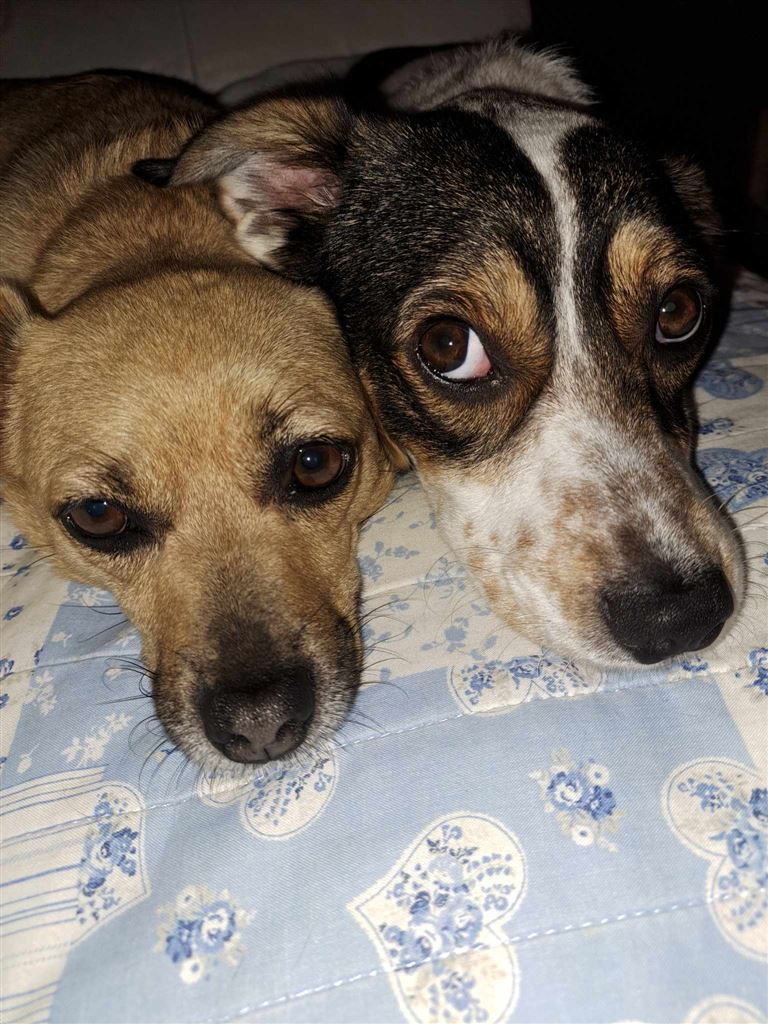 Pet Image