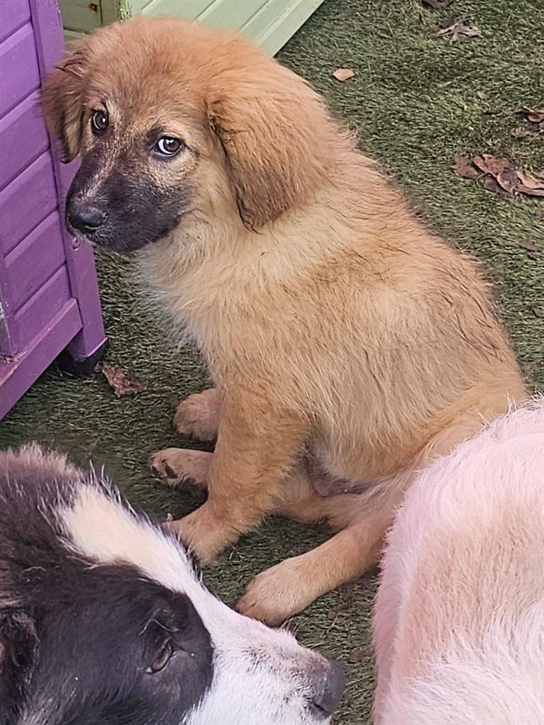 Pet Image