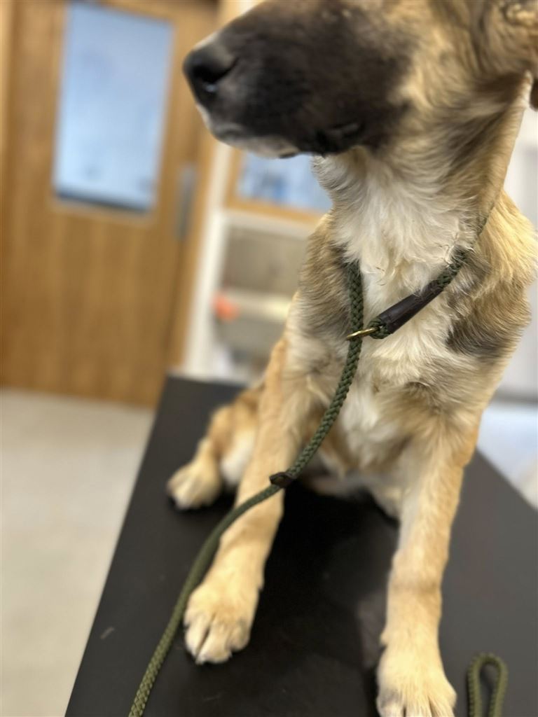 Pet Image
