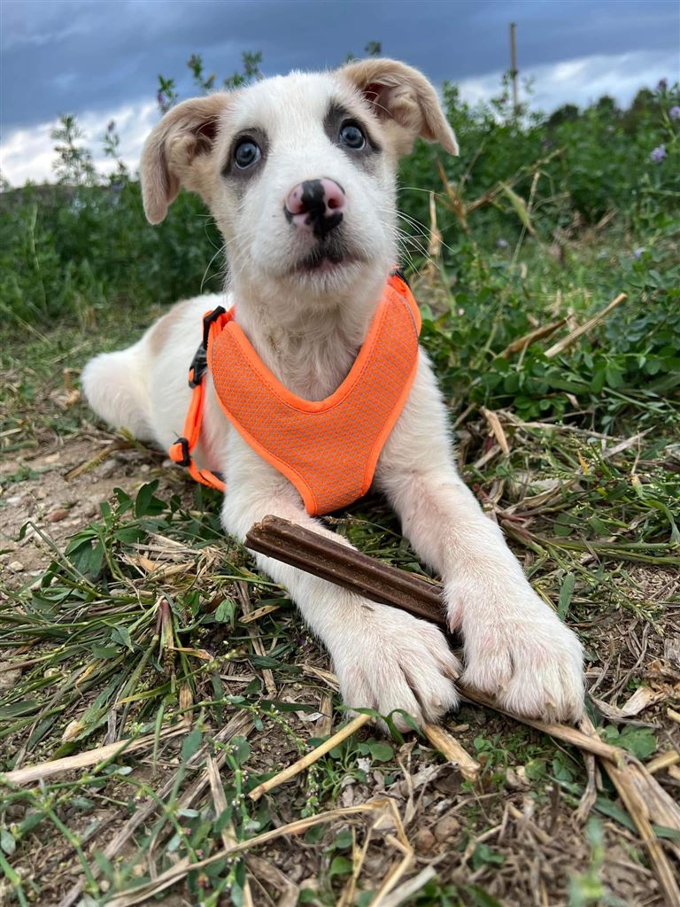 Pet Image