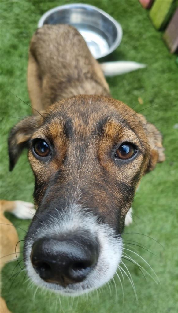 New dog listed for rescue at the Saving and Rehoming Strays - Petunia