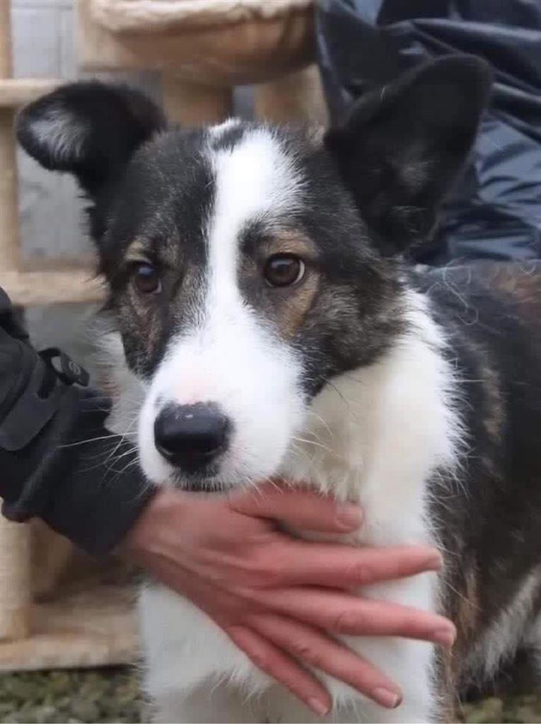 New dog listed for rescue at the Saving and Rehoming Strays - Nicky