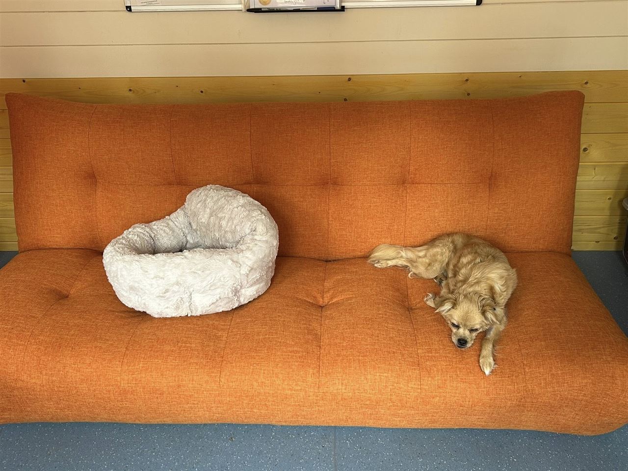 Pet Image