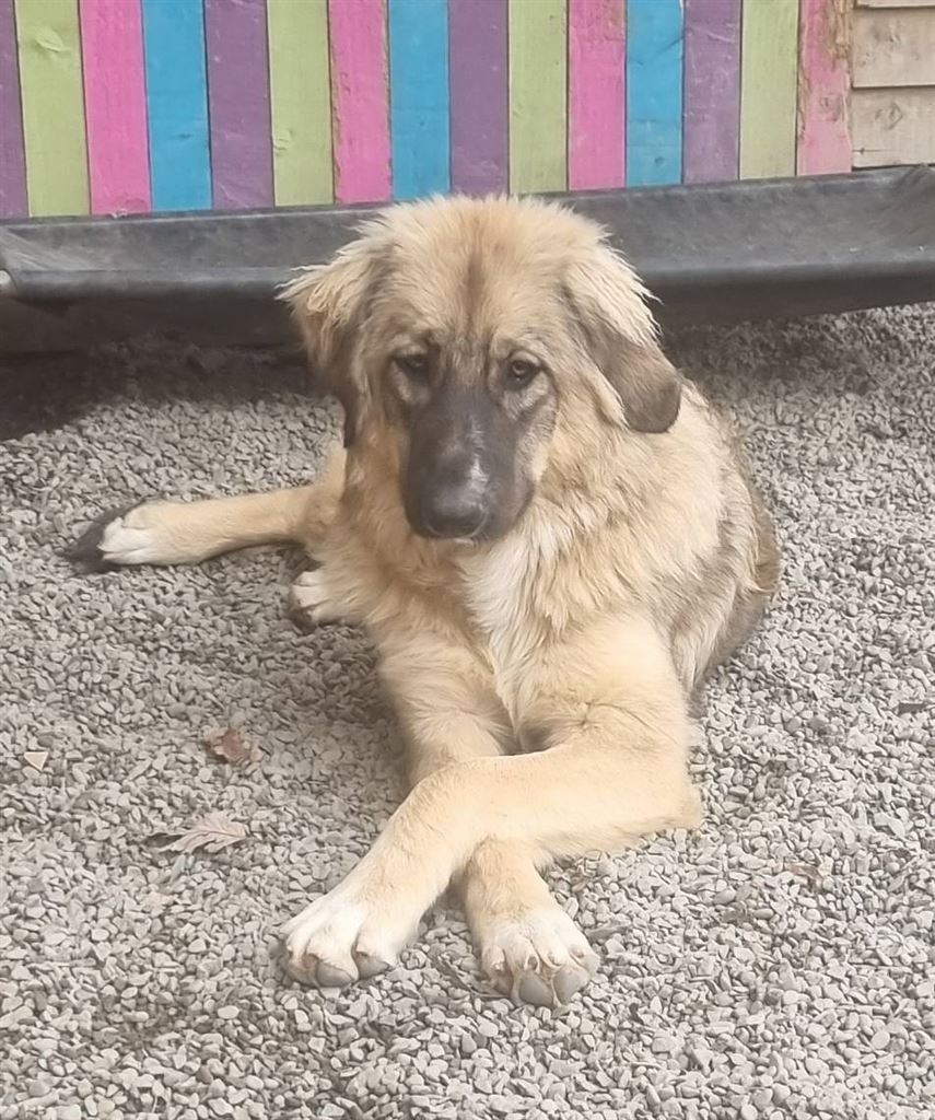 Pet Image