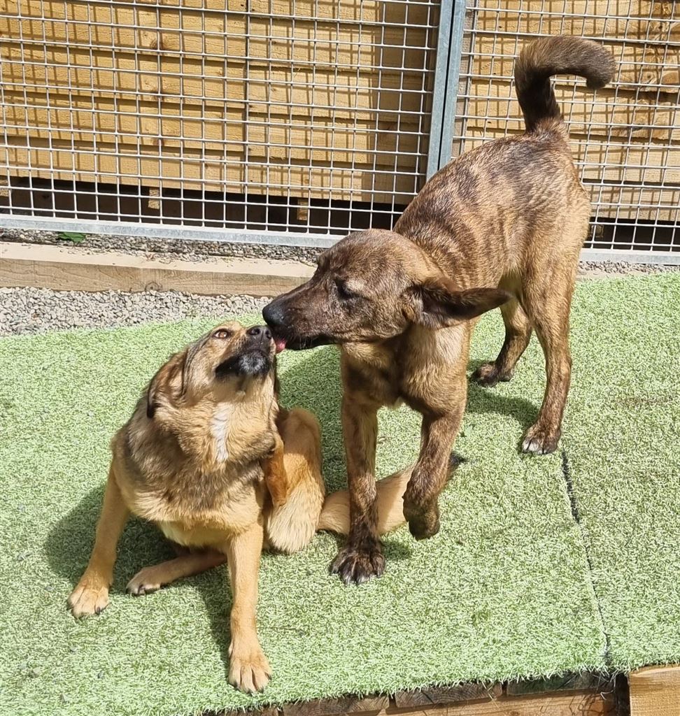 Pet Image