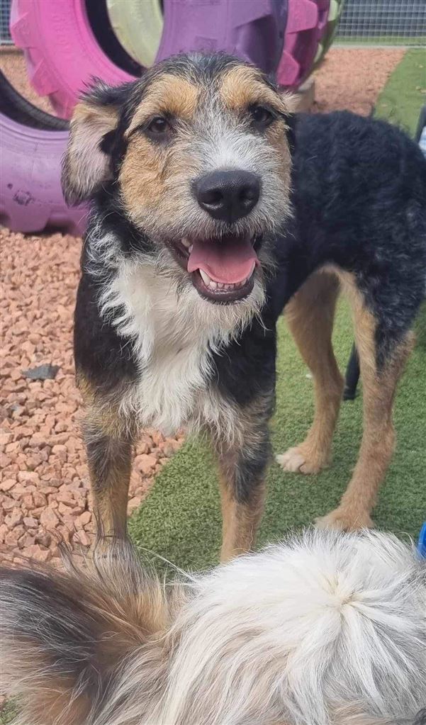 New dog listed for rescue at the Saving and Rehoming Strays - Aria