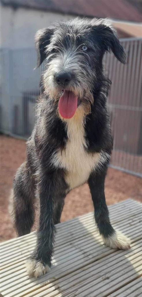 Pet Image