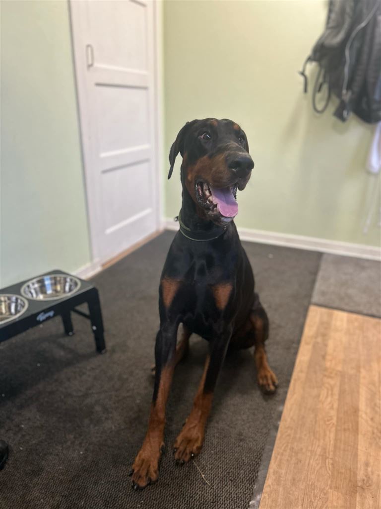 Pet Image