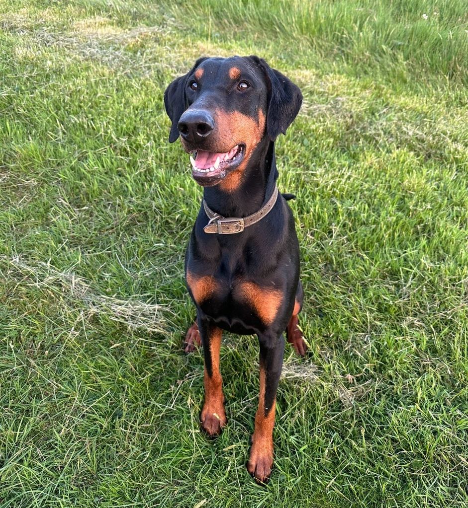 Pet Image