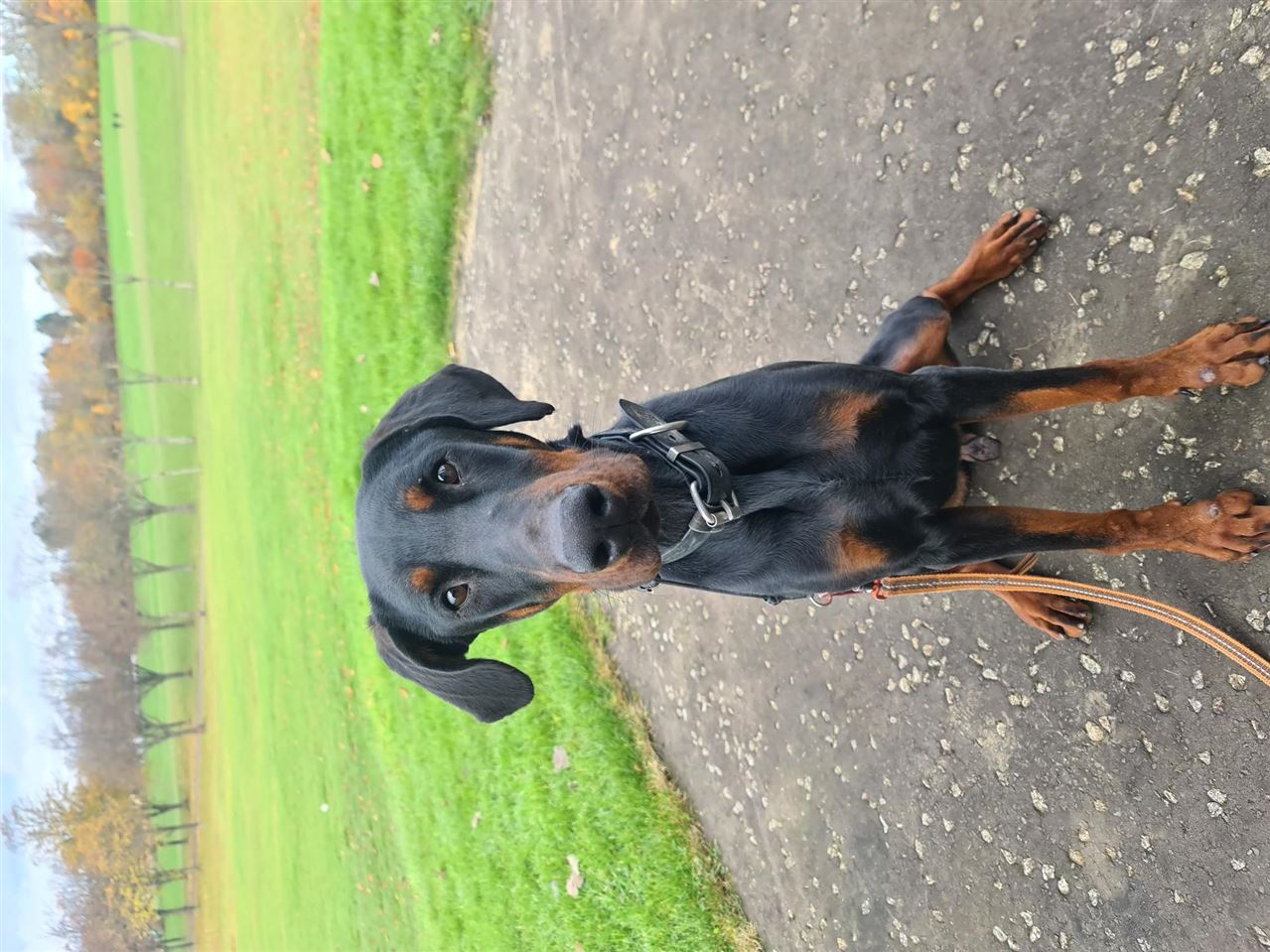New dog listed for rescue at the Scottish Dobermann Rescue SCIO - Axel