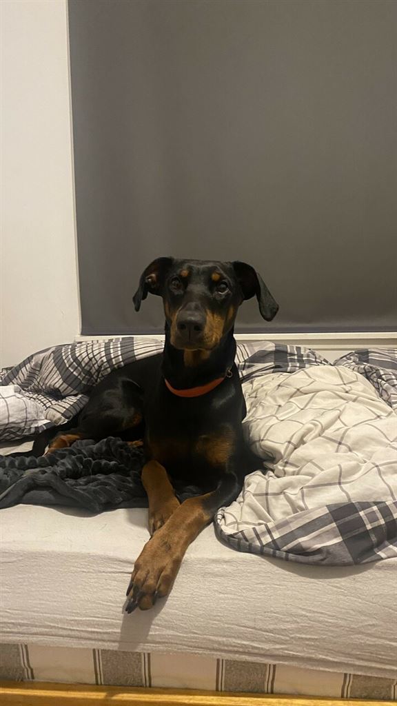 Pet Image