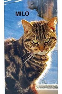 Pet Image