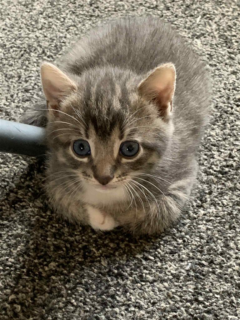 Pet Image