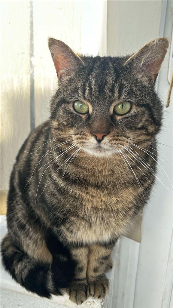 Pet Image