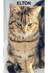 Pet Image