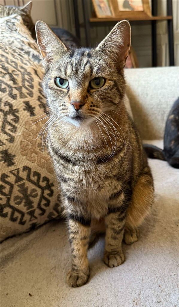 Pet Image