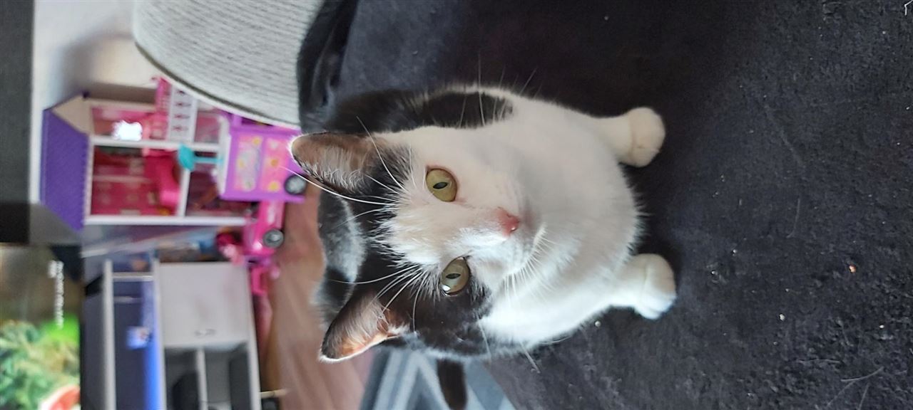 Pet Image