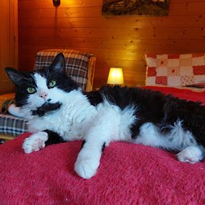 Pet Image