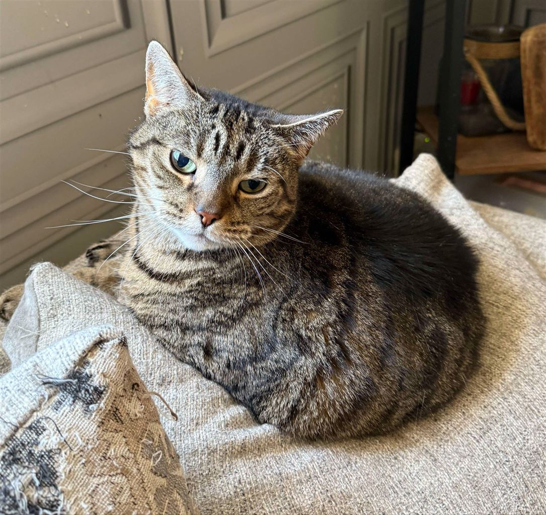Pet Image
