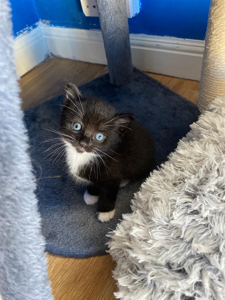 Pet Image