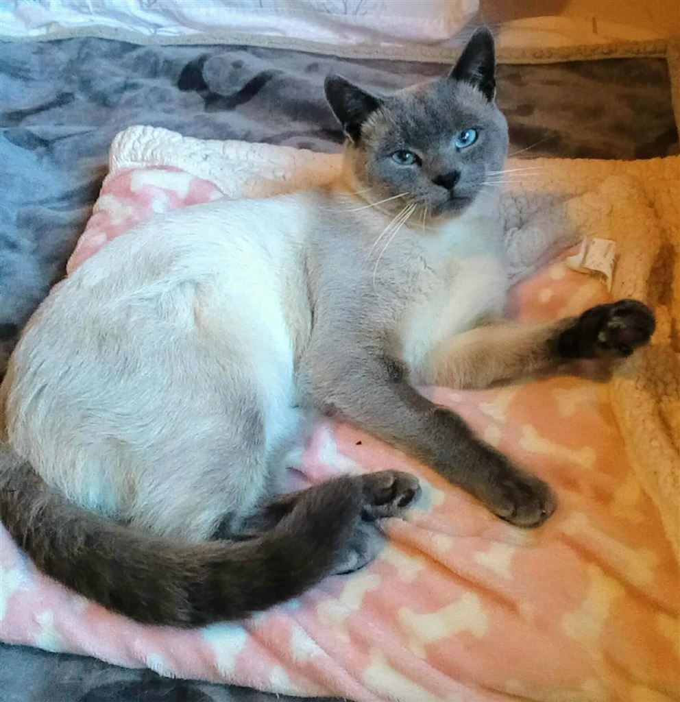 New cat listed for rescue at the Cat Action Trust Lanark & Central - Merlin