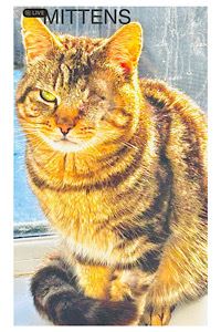 Pet Image