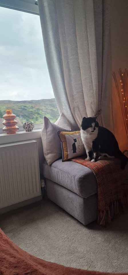 Pet Image