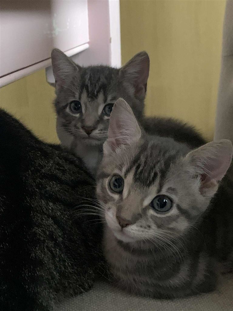 Pet Image