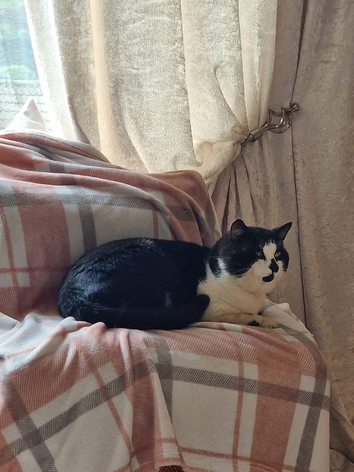 Pet Image